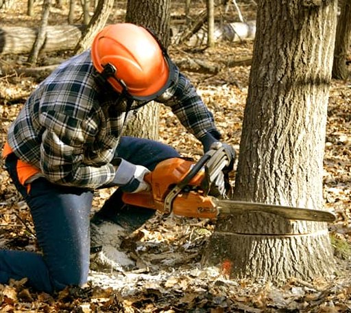 Tree Removal in Sixes, OR